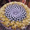 Mammillaria_giantea